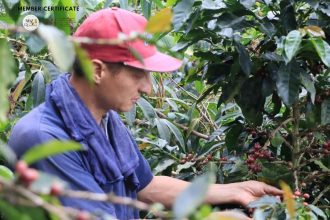 Gobierno nacional lanza plan de $52 mil millones para salvar la caficultura: fertilización y apoyo directo a más de 100 mil productores