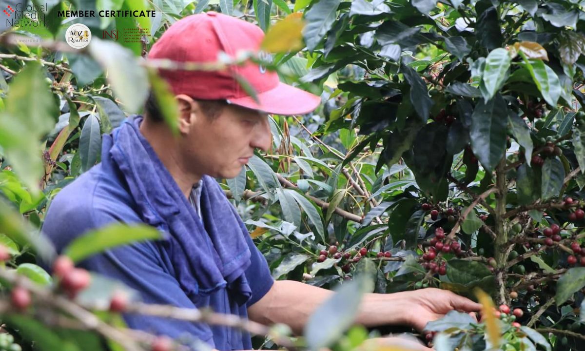 Gobierno nacional lanza plan de $52 mil millones para salvar la caficultura: fertilización y apoyo directo a más de 100 mil productores
