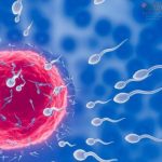 La IA abre una nueva esperanza para hombres con infertilidad severa: así nació una revolucionaria técnica para encontrar espermatozoides ocultos La IA abre una nueva esperanza para hombres con infertilidad severa: así nació una revolucionaria técnica para encontrar espermatozoides ocultos