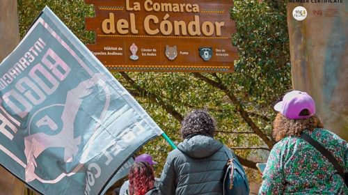 Inter Bogotá y la Fundación Parque Jaime Duque se unen para conservar el cóndor andino, del que quedarían entre 160 y 250 individuos silvestres en Colombia.